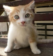 Kitten Kitten