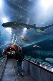 (Photo courtesy Aquarium of the Bay)