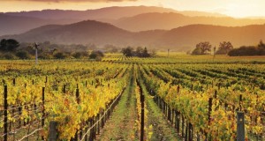 California vineyards