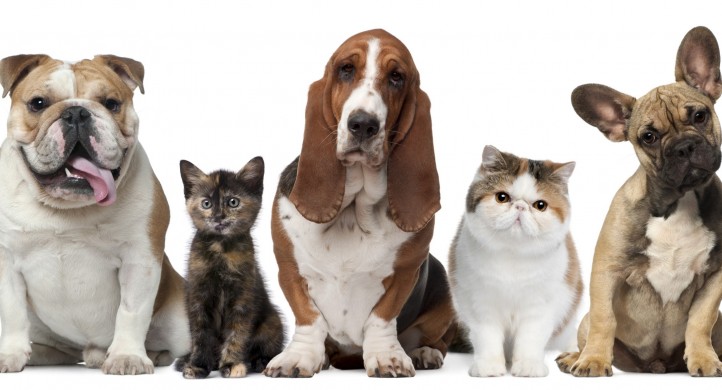 How to manage a multi-pet household Group of cats and dogs