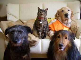 cats and dogs