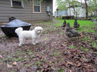 Macy and Chickens