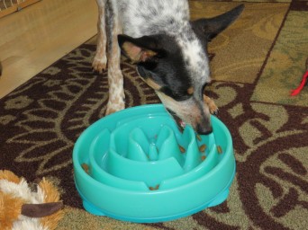 Dog chewing food dish