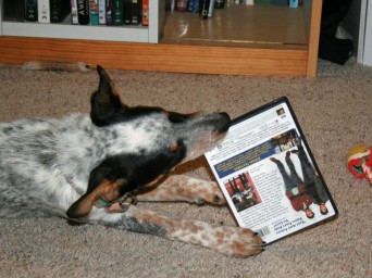 Dog chewing DVD