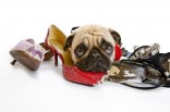 9 doggy boredom busters Dog with chewed up shoes