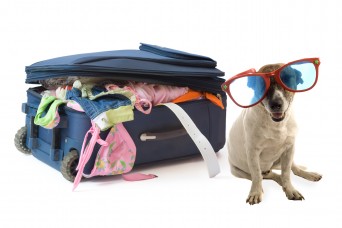 Dog wearing large sunglasses with packed suitcase