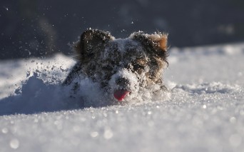 Dog in snow