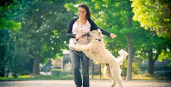 Be proactive with training your dog