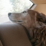 What you should do if you see a dog in a hot car