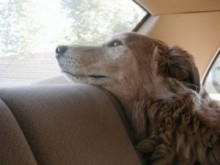 What you should do if you see a dog in a hot car