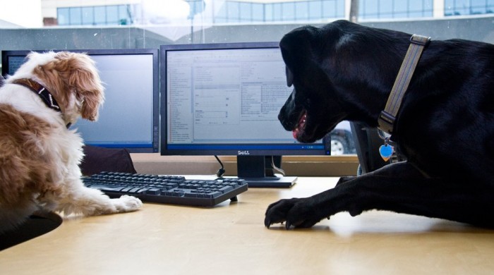 Dogs in the office