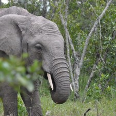 elephant in kenya