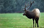 Elk