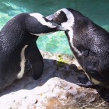 Gay penguins