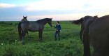 An equine twist on the lesbian coming of age story Of Girls and Horses