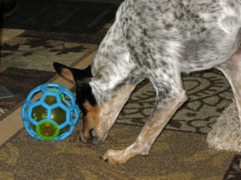 Dog with Kong Wobbler