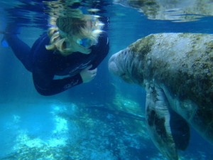 Underwater adventure with sea lions in the Manatee in Florida with Blue Water Ventures