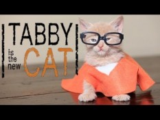 ‘Orange is the New Black’ is the cat’s meow