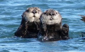 Don’t be fooled by the cute and cuddly appearance of sea otters as the young sea lion learned