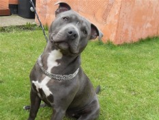 Is bigger better? Not when it comes to dog training Choke collars
