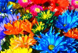 Rainbow flowers