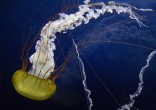 a sea nettle