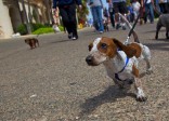 Unleash your dog’s potential small dog on leash