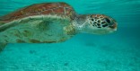 Stuff her stocking with an Tahitian adventure Tahiti Traci Dinwiddie