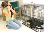 Volunteer with kittens at shelter