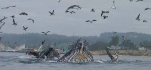 Migrating grey whales off of the coast of Santa Cruz and Monterey, Calif.
